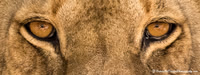 Wildlife